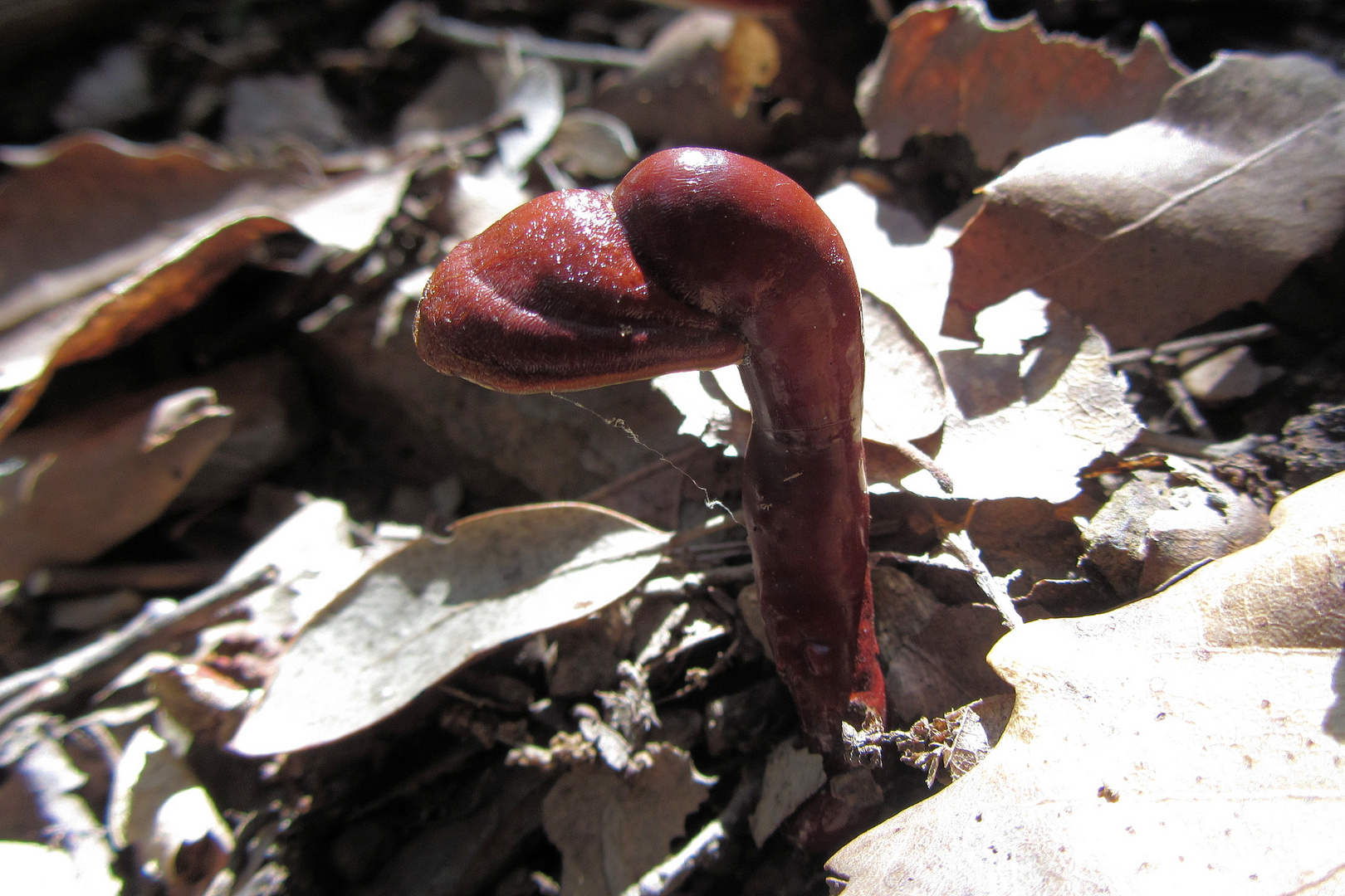 seltsamer Holzbewohner: Glänzender Lackporling (Ganoderma lucidum)