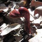 seltsamer Holzbewohner: Glänzender Lackporling (Ganoderma lucidum)