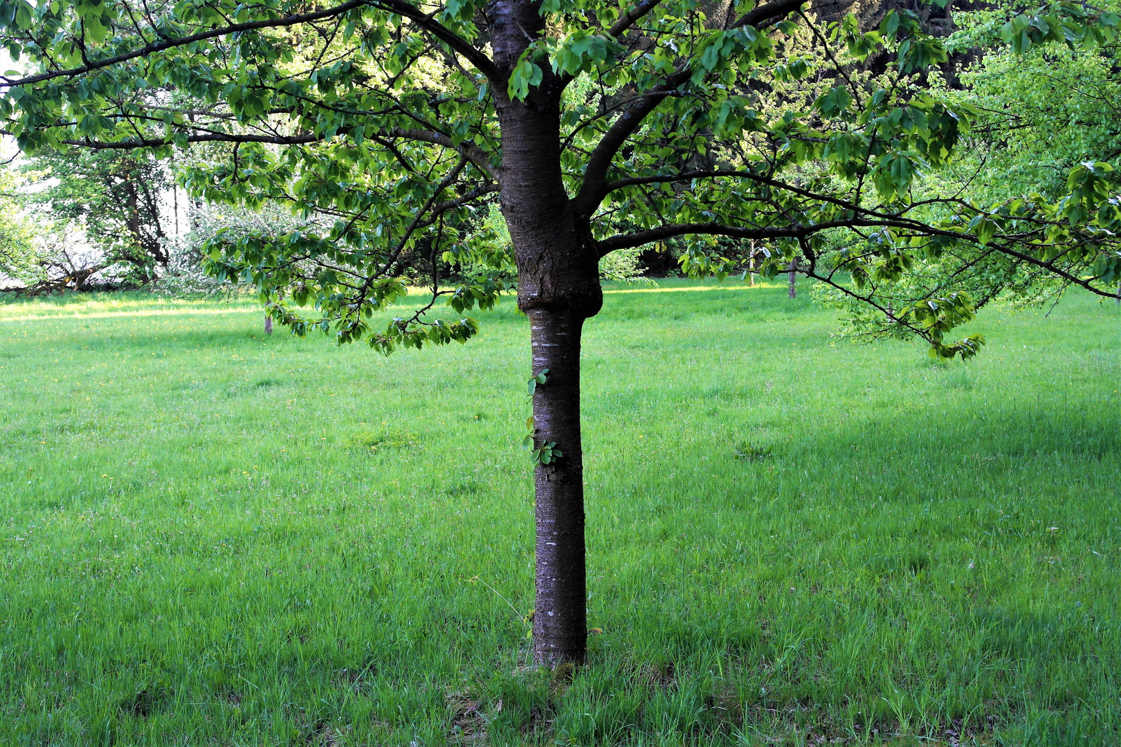 Seltsamer Stammwuchs in der Streuobstwiese