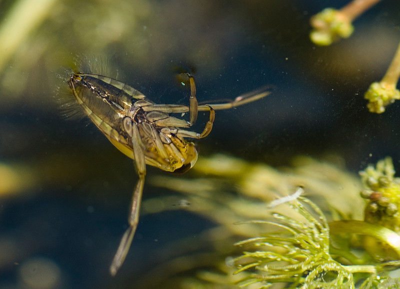 Seltsamer Unterwasserkäfer...