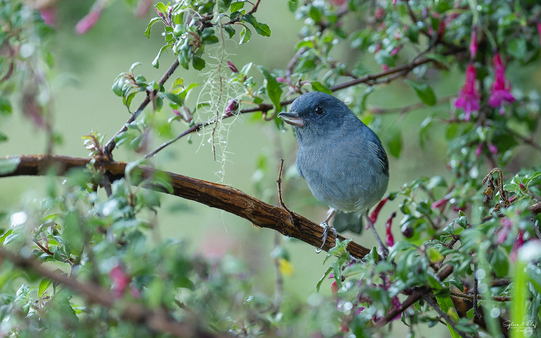 °°_Seltsamer Vogel_°°