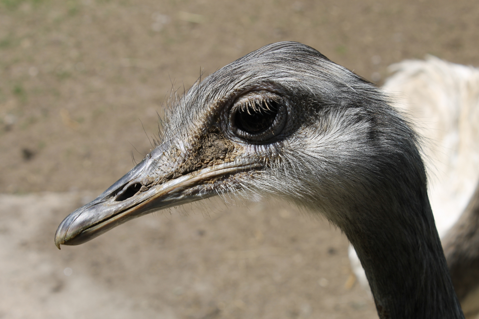 seltsamer Vogel