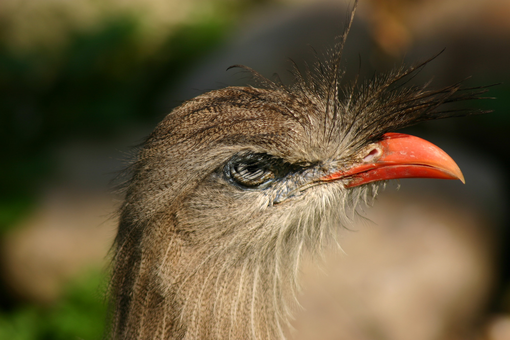 Seltsamer Vogel