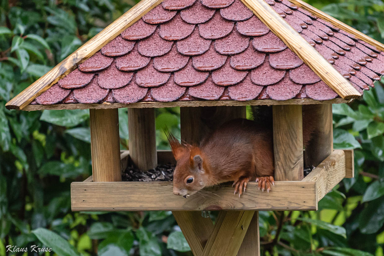 Seltsamer Vogel im Futterhaus...