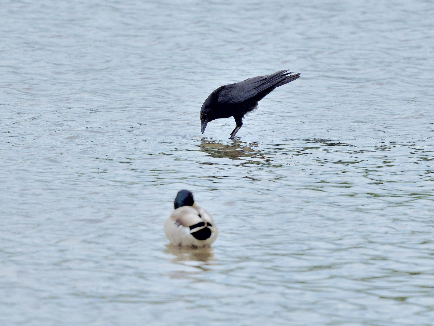 Seltsamer Wasservogel, strange water bird, ave acuática extraña 