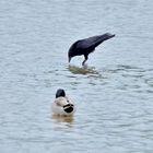 Seltsamer Wasservogel, strange water bird, ave acuática extraña 