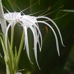 Seltsames aus dem Palmengarten