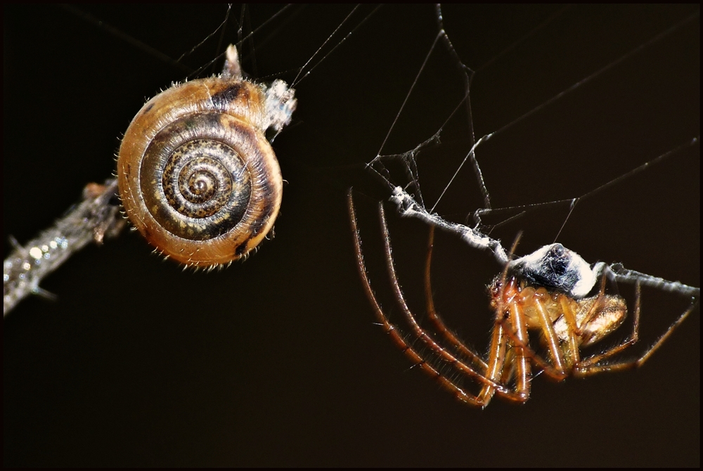 Seltsames Pärchen