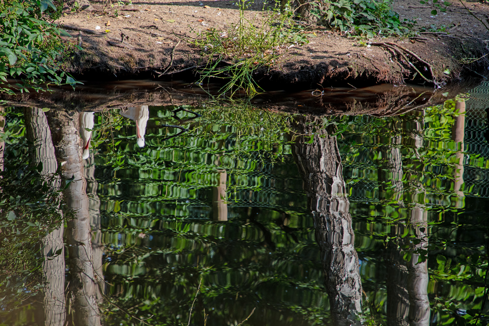 Seltsames Spiegelbild