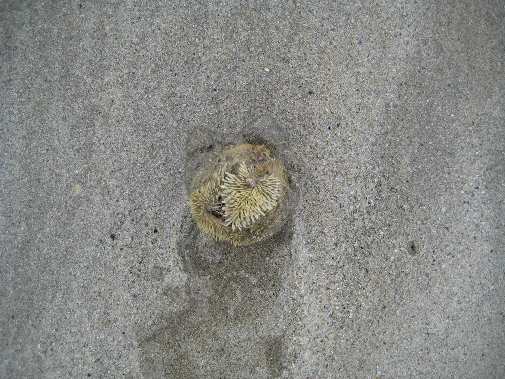 seltsames Strandgeschöpf