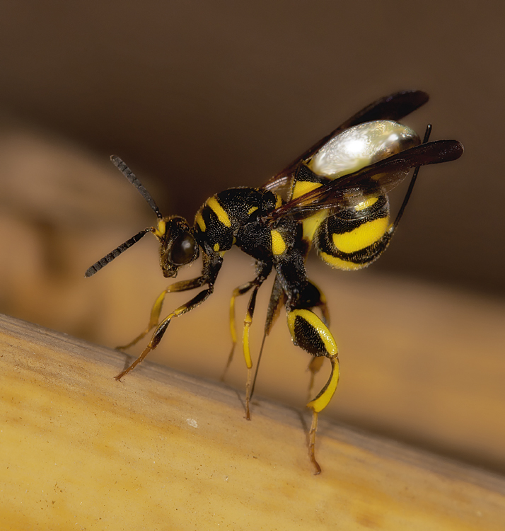 Seltsames Verhalten der eigenartigen Wespe