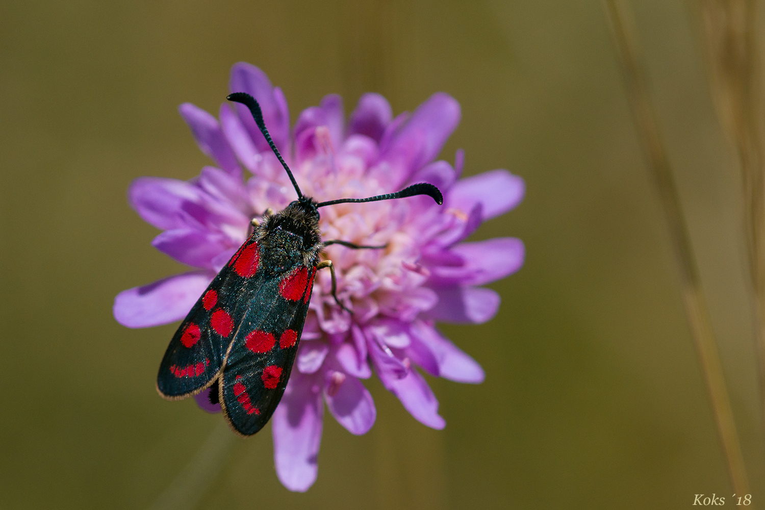 seltsames Widderchen