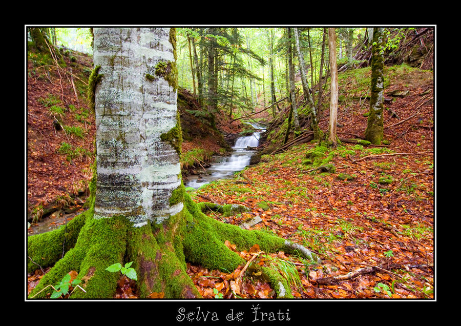 Selva de Irati, Navarra