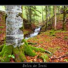 Selva de Irati, Navarra