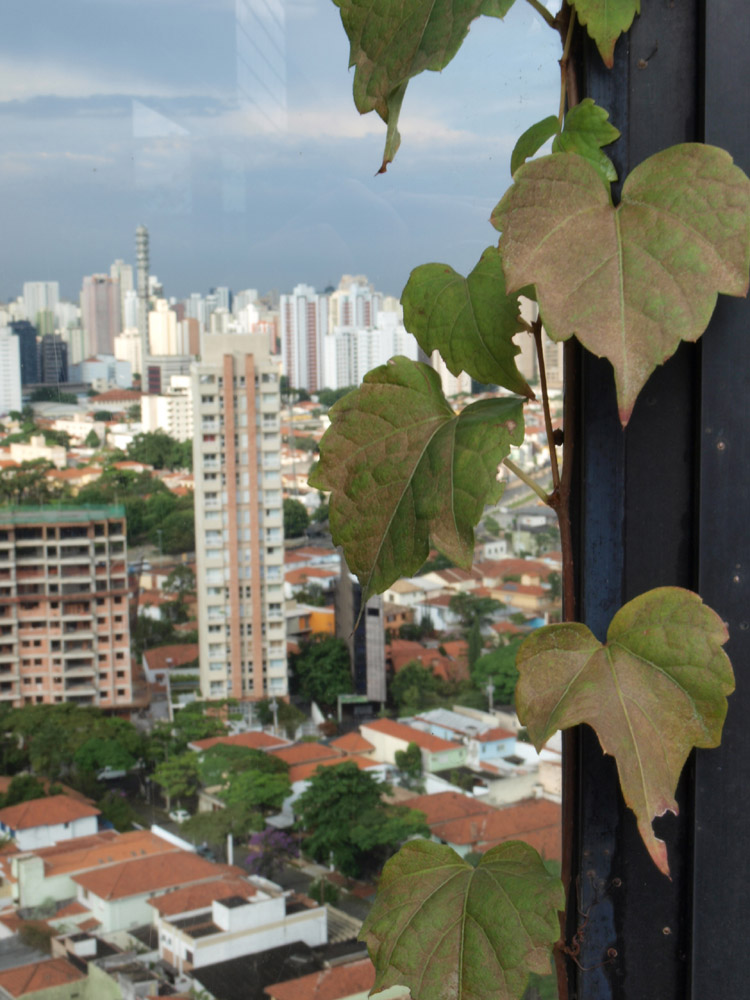 Selva de Pedra