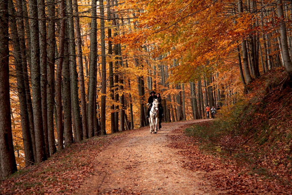 SELVA DEL IRATI (NAVARRA)