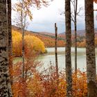 Selva del Irtati (Navarra)