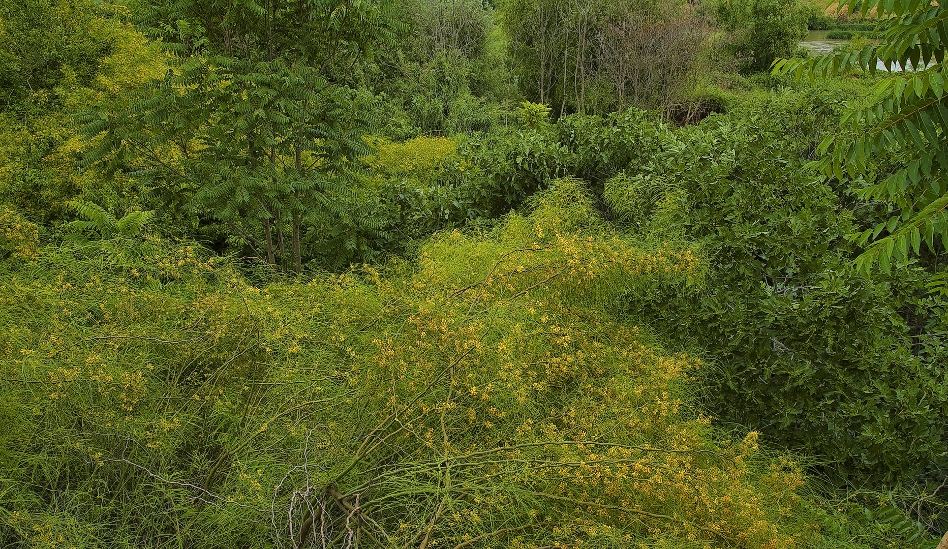 ¿SELVA DEL RIO GUADALQUIVIR EN CÓRDOBA?