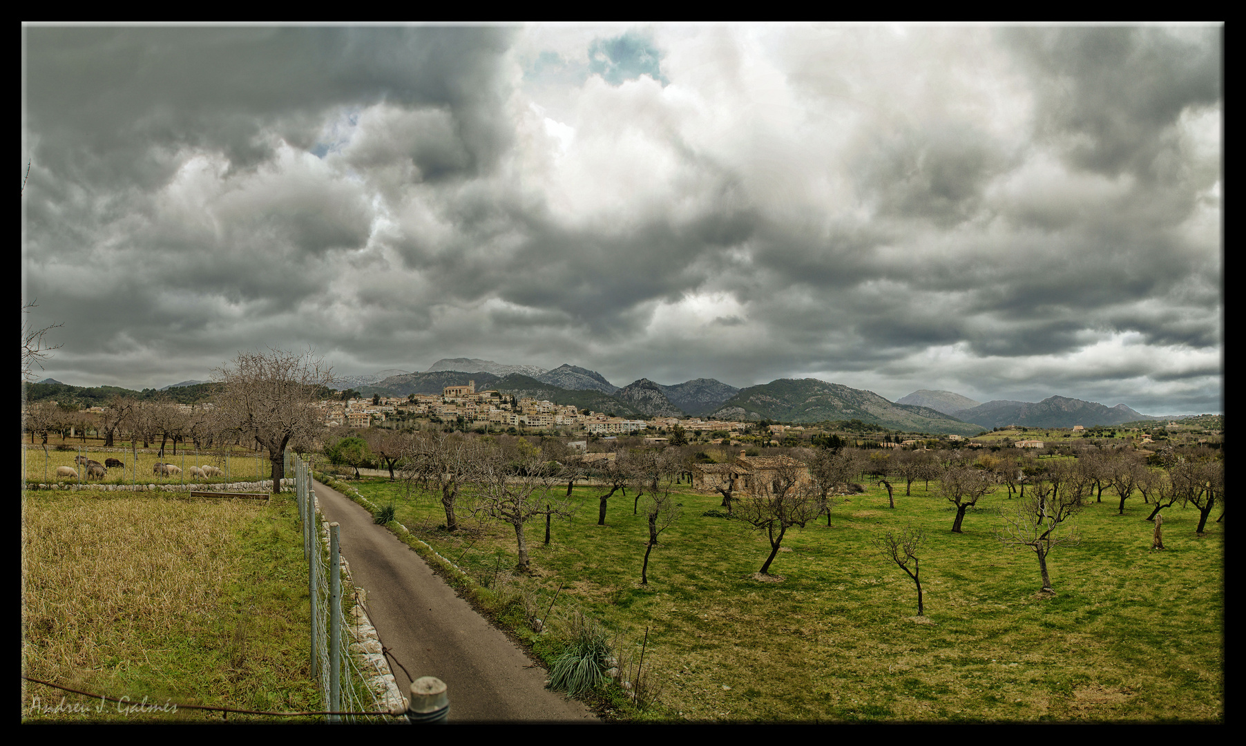 Selva d'hivern - Mallorca