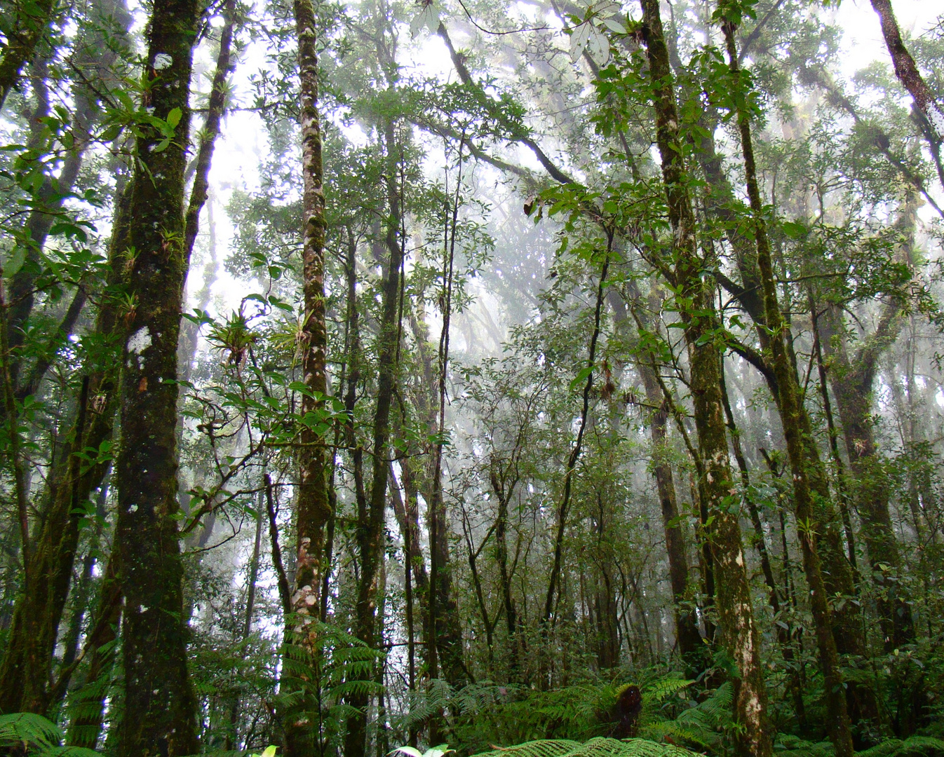 Selva húmeda II Imagen & Foto plantas, Árboles, naturaleza Fotos de Selva húmeda II Imagen & Foto plantas, Árboles, naturaleza Fotos de