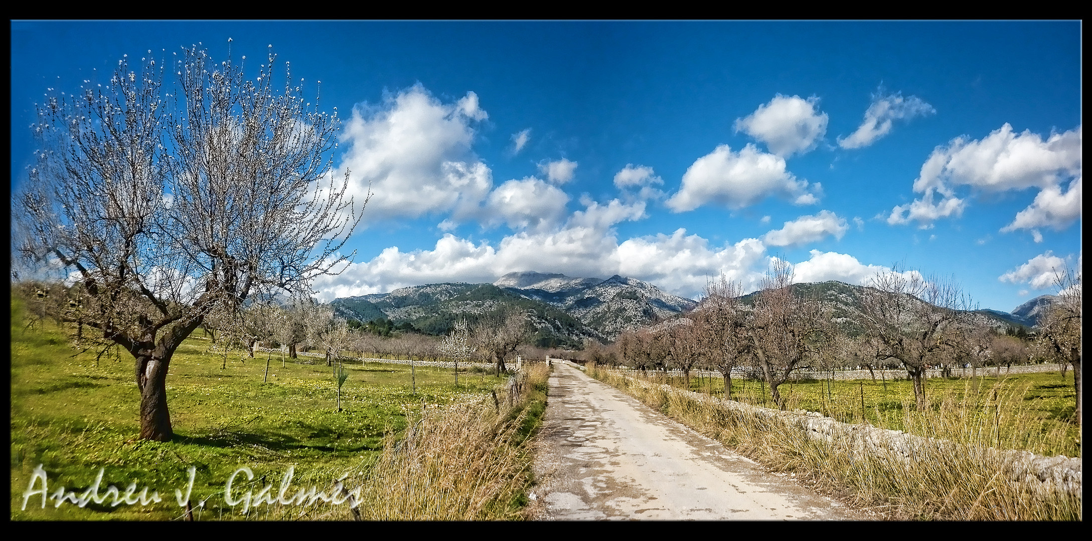 Selva primeveral - Mallorca