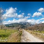 Selva primeveral - Mallorca