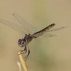 Selysiothemis nigra (F), Teufelchen (W)