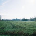 Sembrados en la vega de Granada