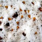 Semences de cèdre de l'atlas sur tapis de neige (Belezma)