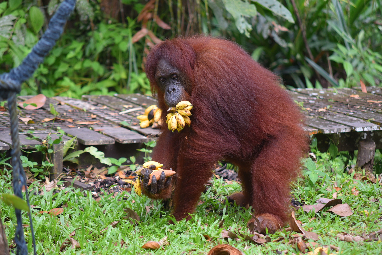 Semengoh Orang Utan Sanctuary, Borneo