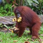 Semengoh Orang Utan Sanctuary, Borneo