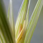 semilla de avena