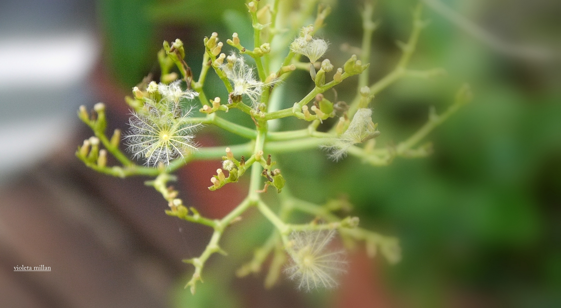 SEMILLANDO,época de cosecha