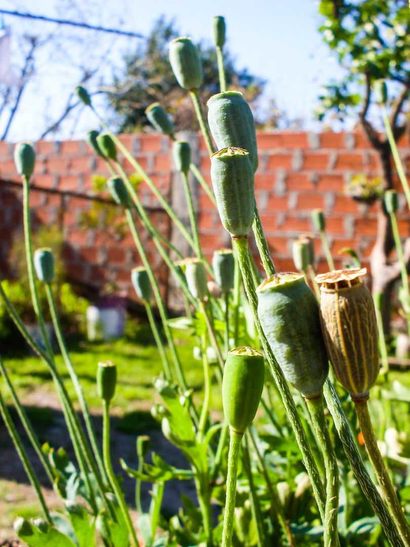 Semillas de Amapola