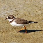 Semipalmated Plover (Charadrius semipalmatus)