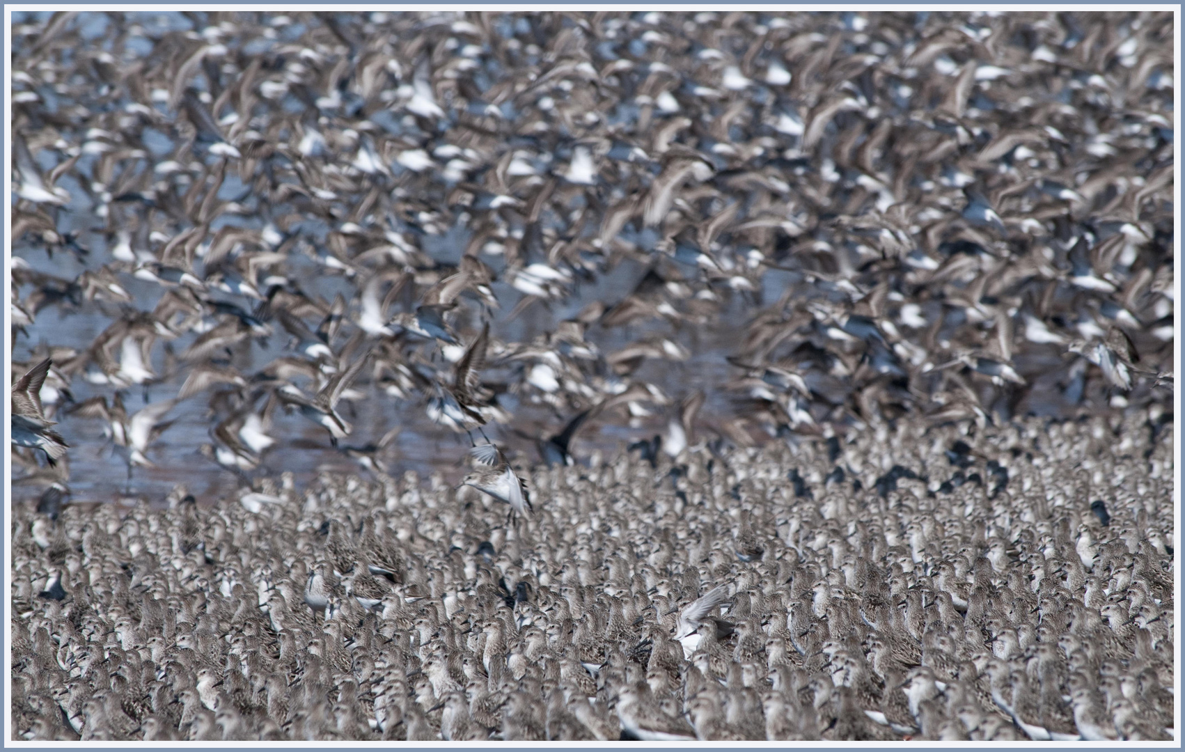 Semipalmated Sandpipers