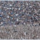 Semipalmated Sandpipers