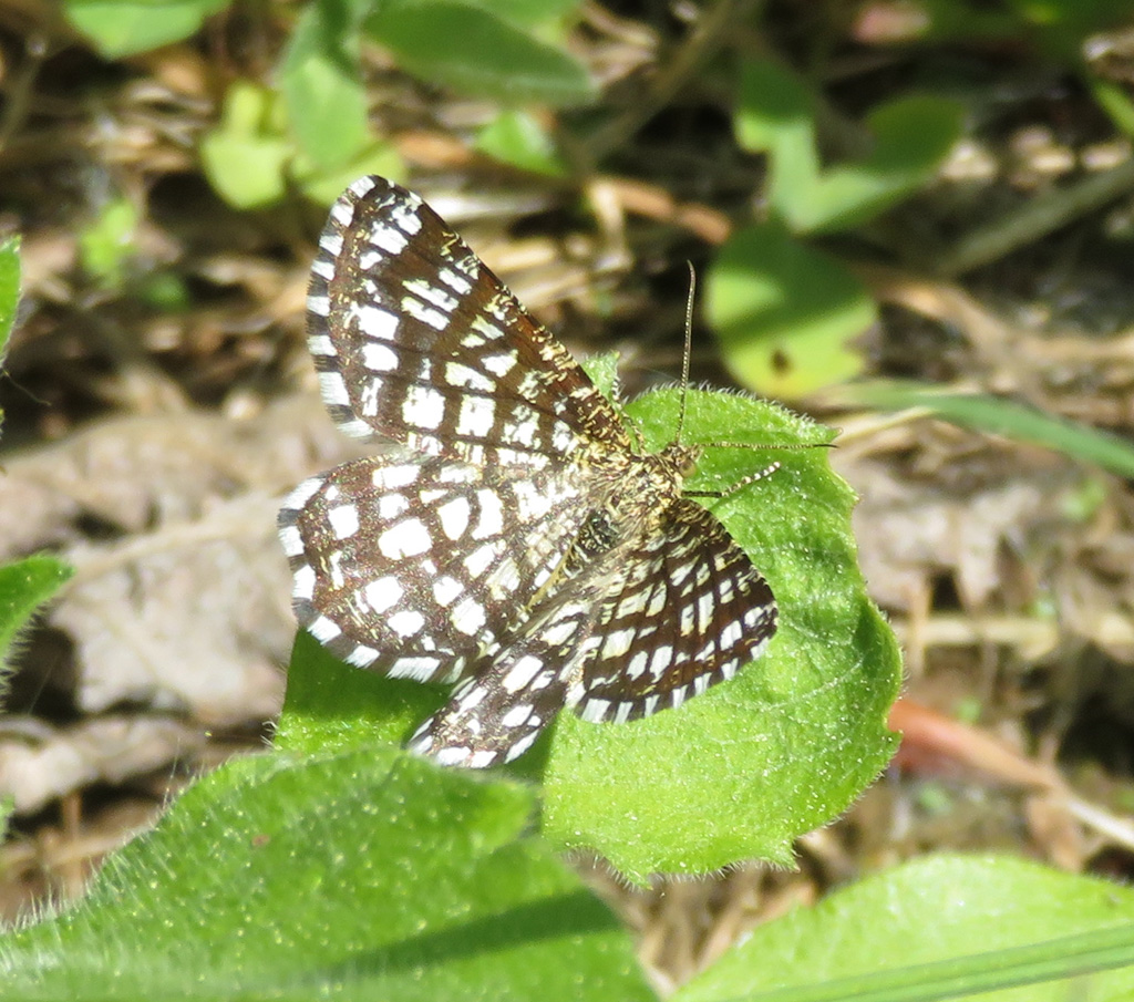 Semithosa (Chiasmia) Clathrata  -  Kleegitterspanner