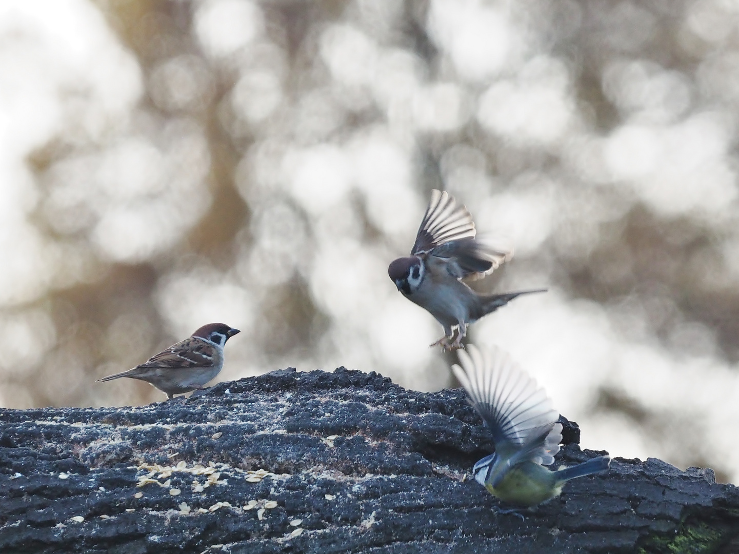 Semke´s "Fly in".....