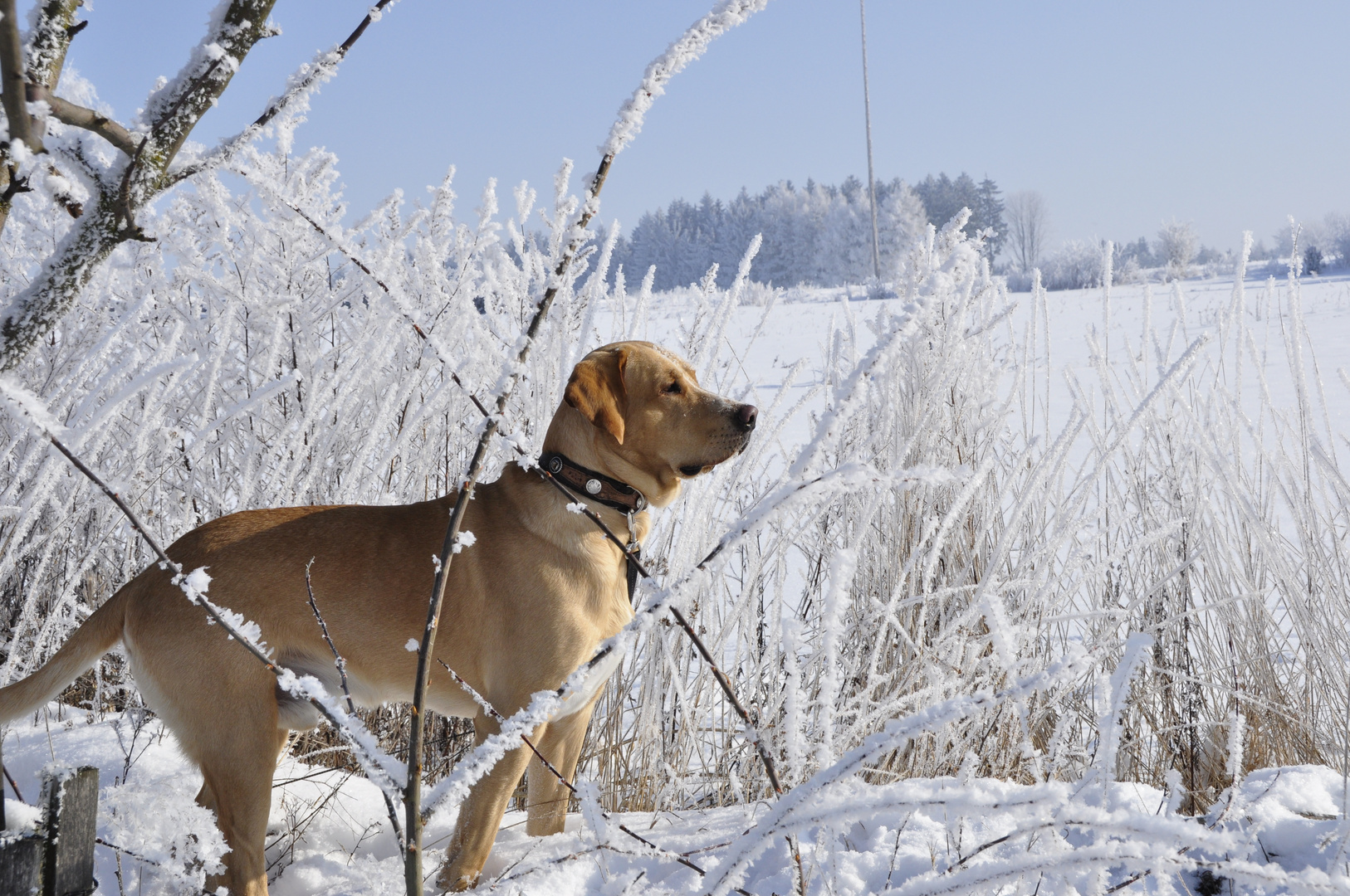 "Semmerl" im Schnee