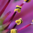 Semperinum Ssp.- Blütenstempel 1