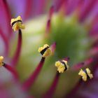 Semperinum Ssp.-Blütenstempel 2