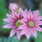 Sempervirum tectorum (Hauswurzblüte)