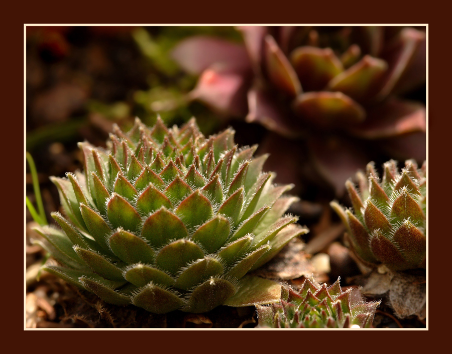 Sempervium - Hauswurz