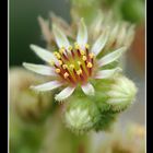 Sempervivum