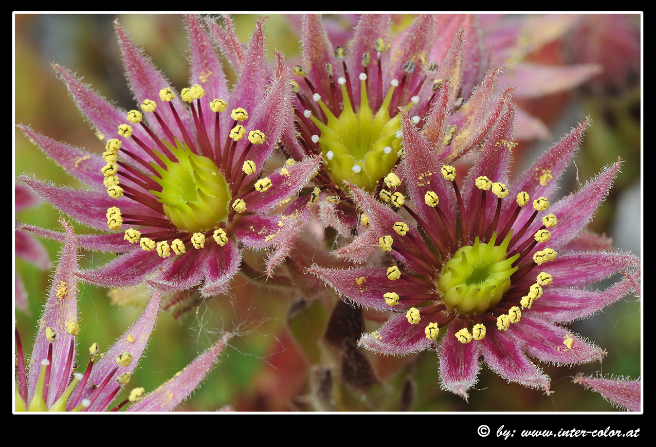 Sempervivum