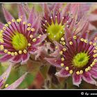 Sempervivum