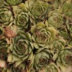 Sempervivum