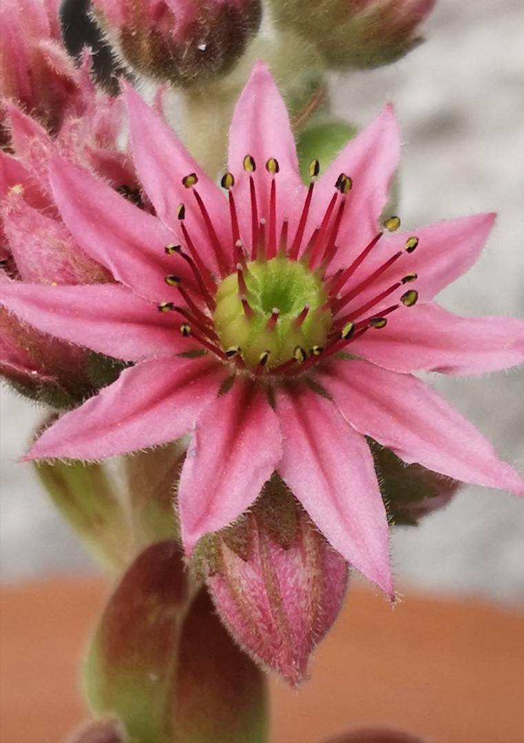 Sempervivum 