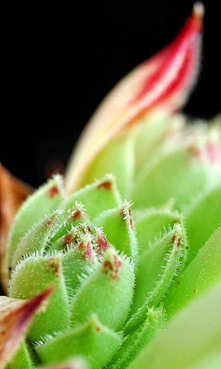 Sempervivum